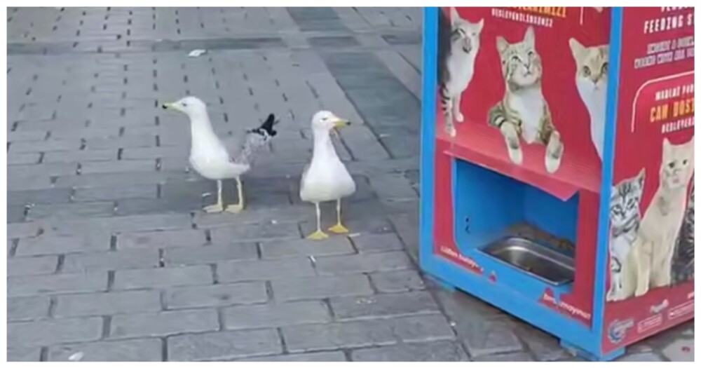 Чайка научилась мяукать