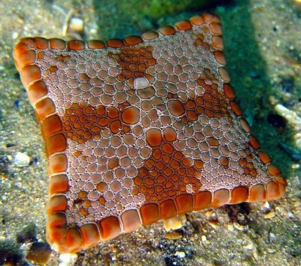 5. Квадратная морская звезда