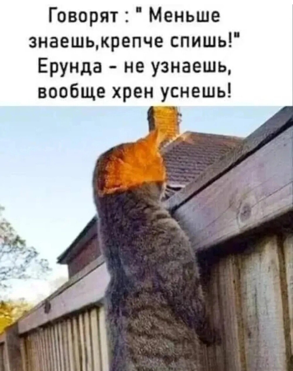 Большая тарелка улыбатора