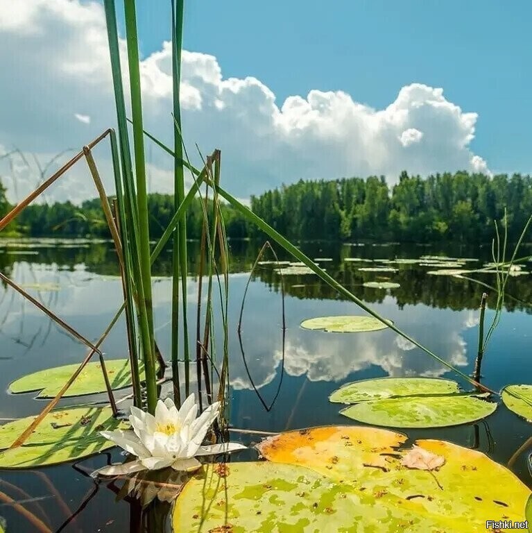 Фотовинегрет-11
