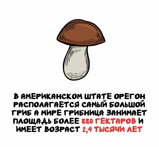 А вдруг ты не знал…