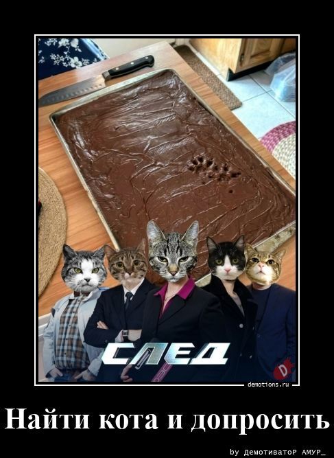 Найти кота и допросить