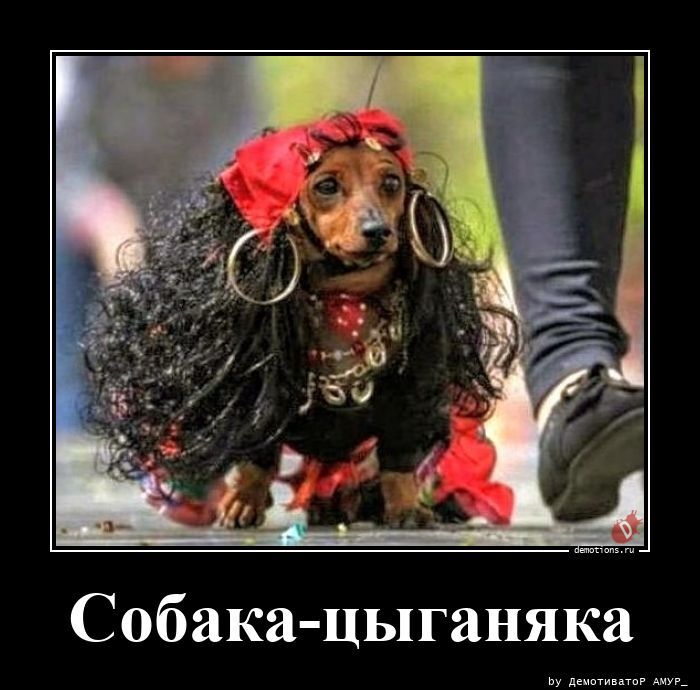 Собака-цыганяка
