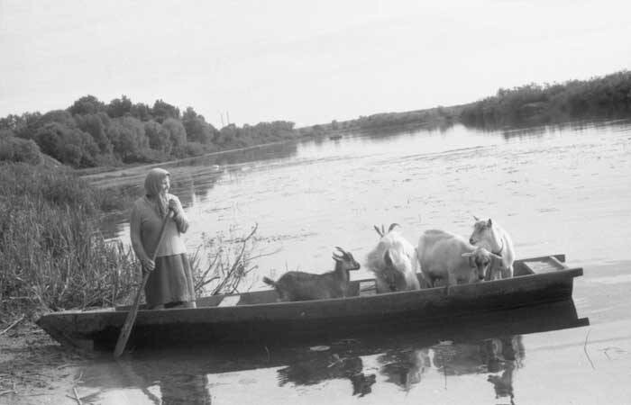 Переправа для коз. Этот снимок я сделал в 1995 году. Каждый день летом сельчанка на лодке переправляла своих коз на другой берег реки Сож, чтобы животные вдоволь насытились свежей травы. Козы не боялись переправы, наверное, понимали, что все делается