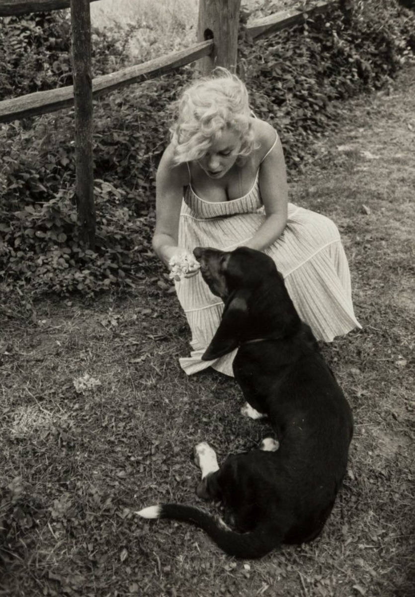 Любимая собачка Хьюга Marilyn Monroe
