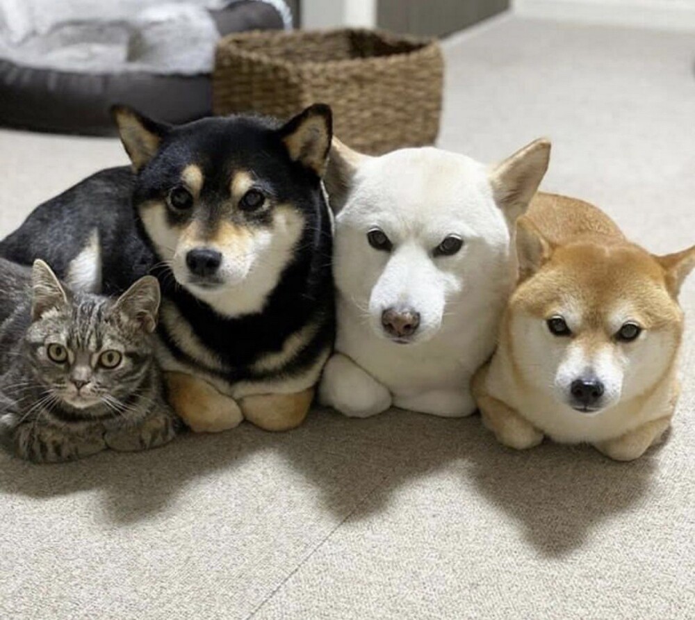 На общую тему 