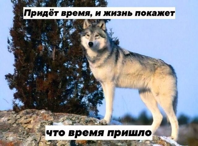 Скрины из соцсетей