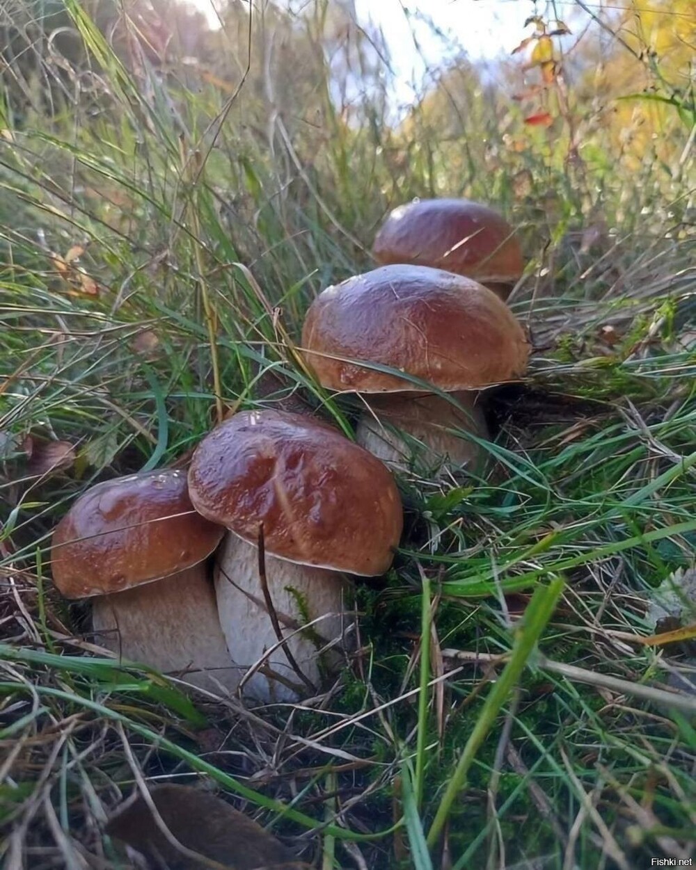 Солянка