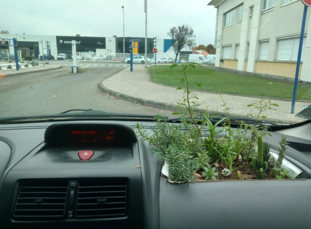 Суккуленты можно возить с собой