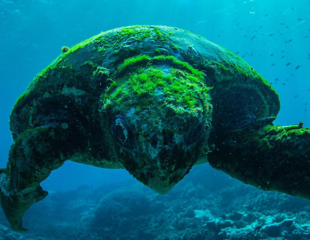 Морской черепахе более 100 лет