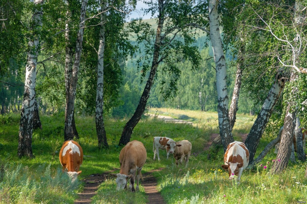 Солянка