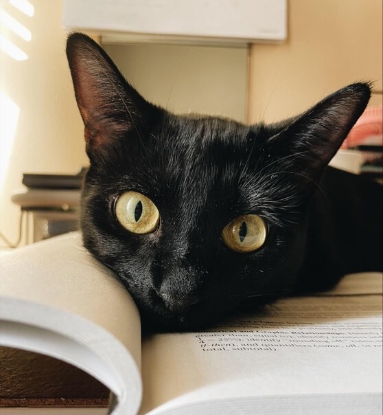 6. Смотришь в книгу, видишь котика