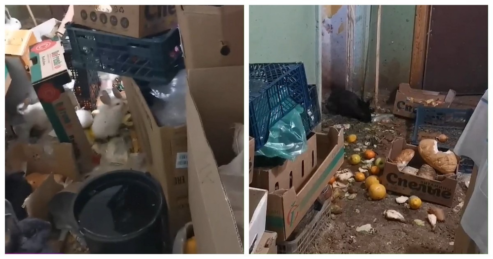 Женщина устроила из чужого подъезда крольчатник, куда таскает тухлые продукты, пока соседи задыхаются