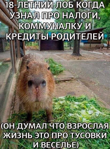 Скрины из соцсетей