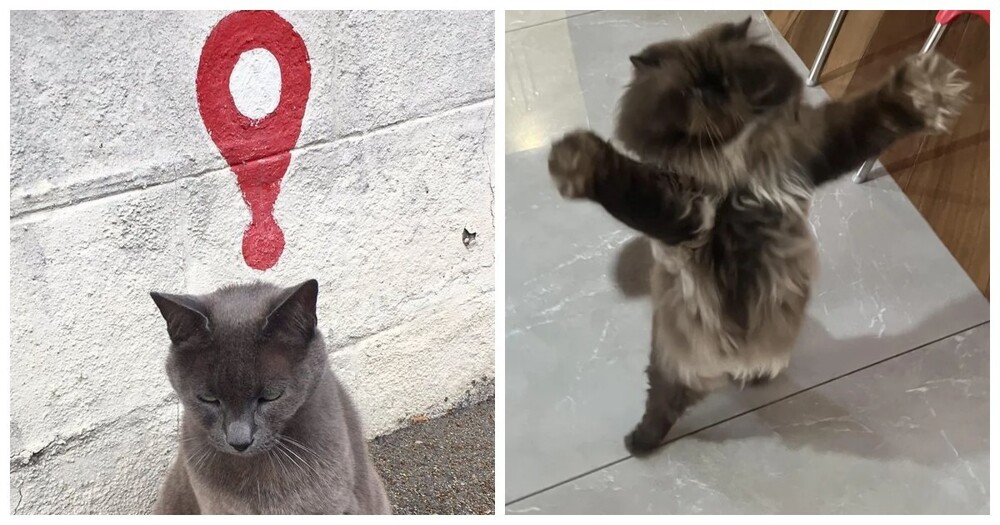 20+ котиков с умилительными мордашками, способными растопить даже самое чёрствое сердце