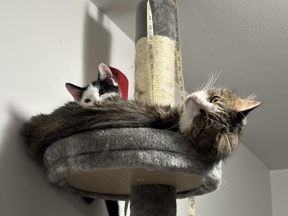4. Коты с высоты
