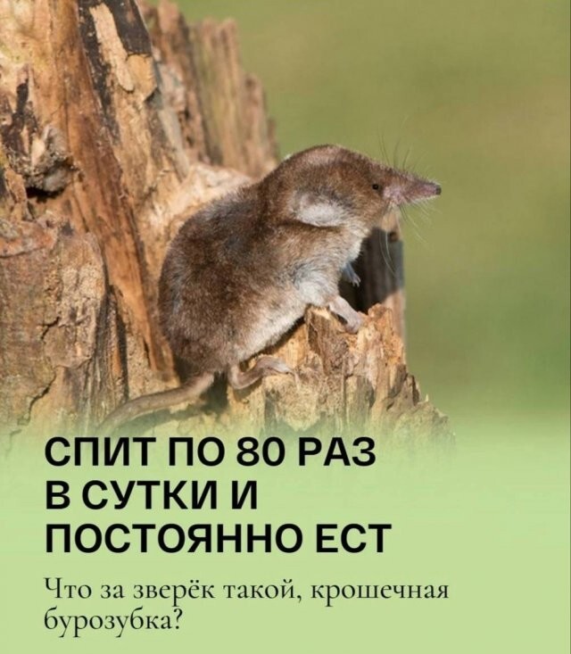 Намешалось