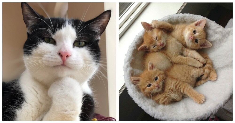20+ котеек, которые ежедневно решают важные задачи и дают нам ценные жизненные уроки