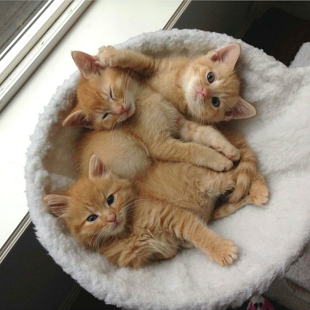 17. А у нас уже готов для тебя букет котов!