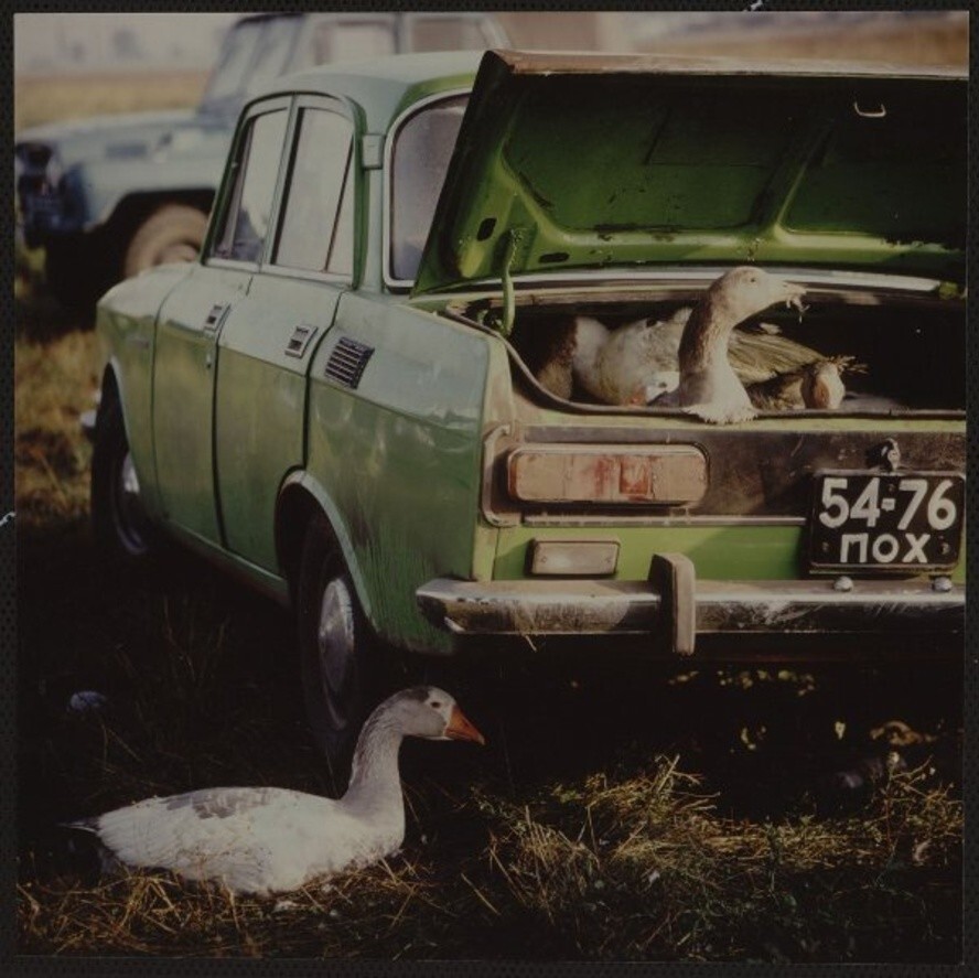 Гуси в багажнике машины. 1980-е.