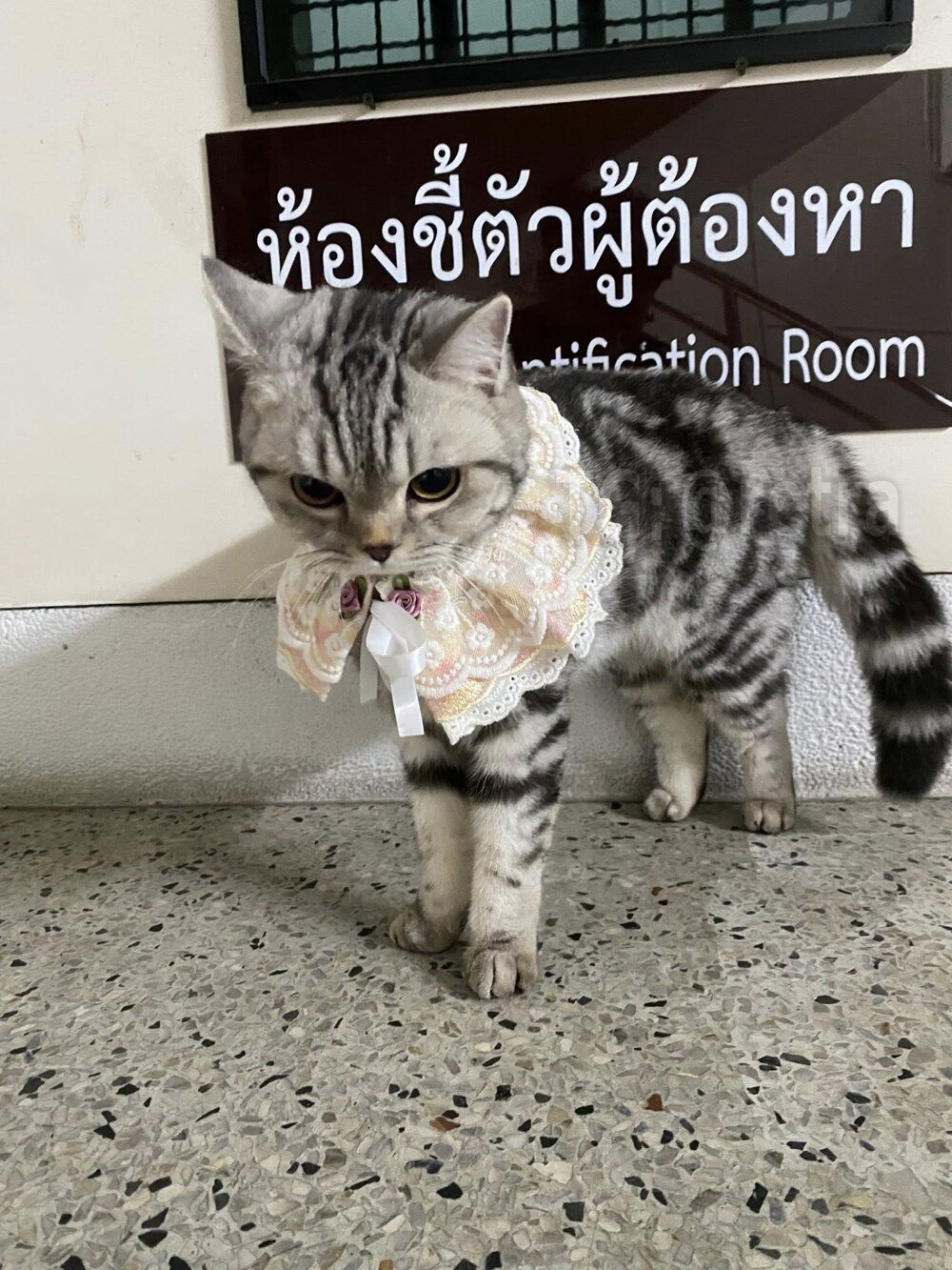 Самое милое задержание