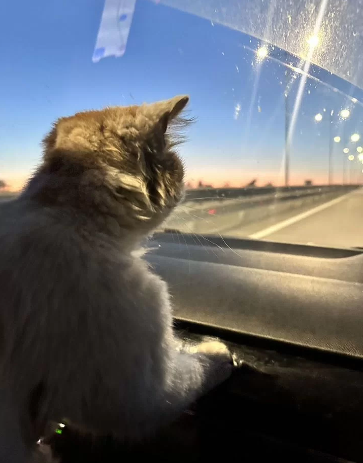 Котик с Донбасса