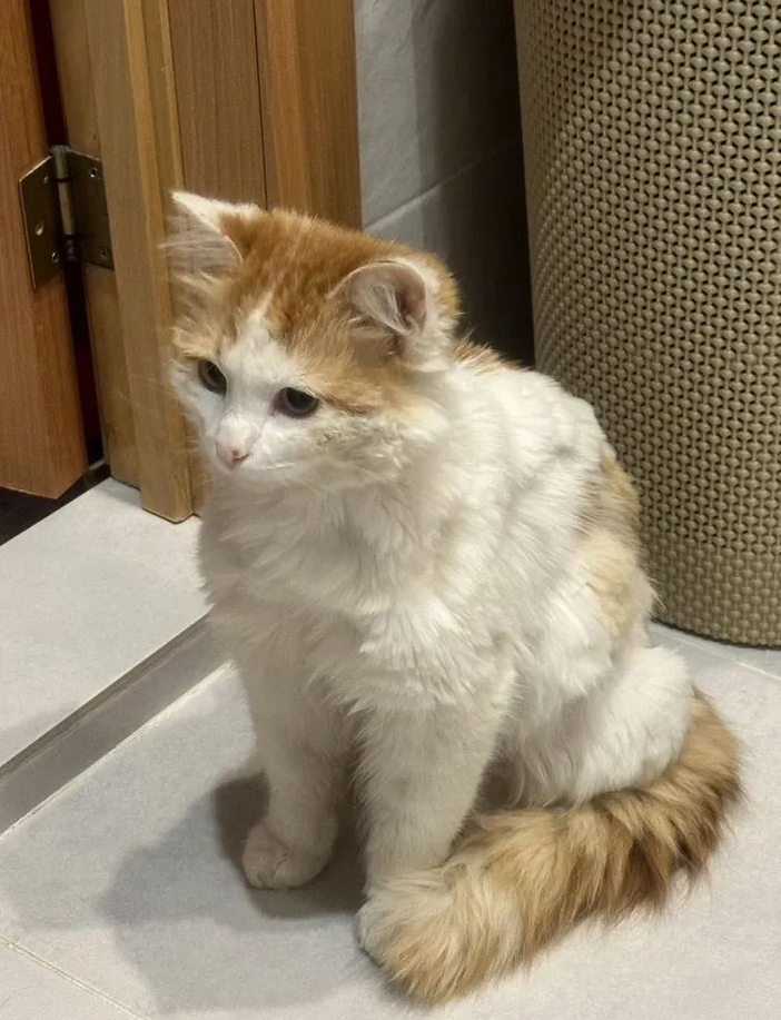 Котик с Донбасса