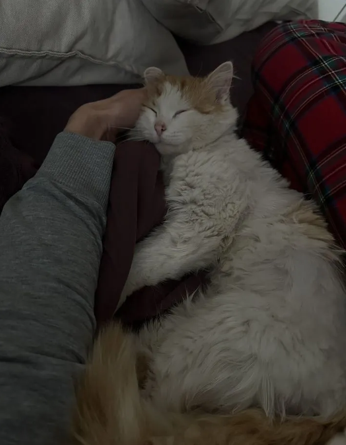 Котик с Донбасса