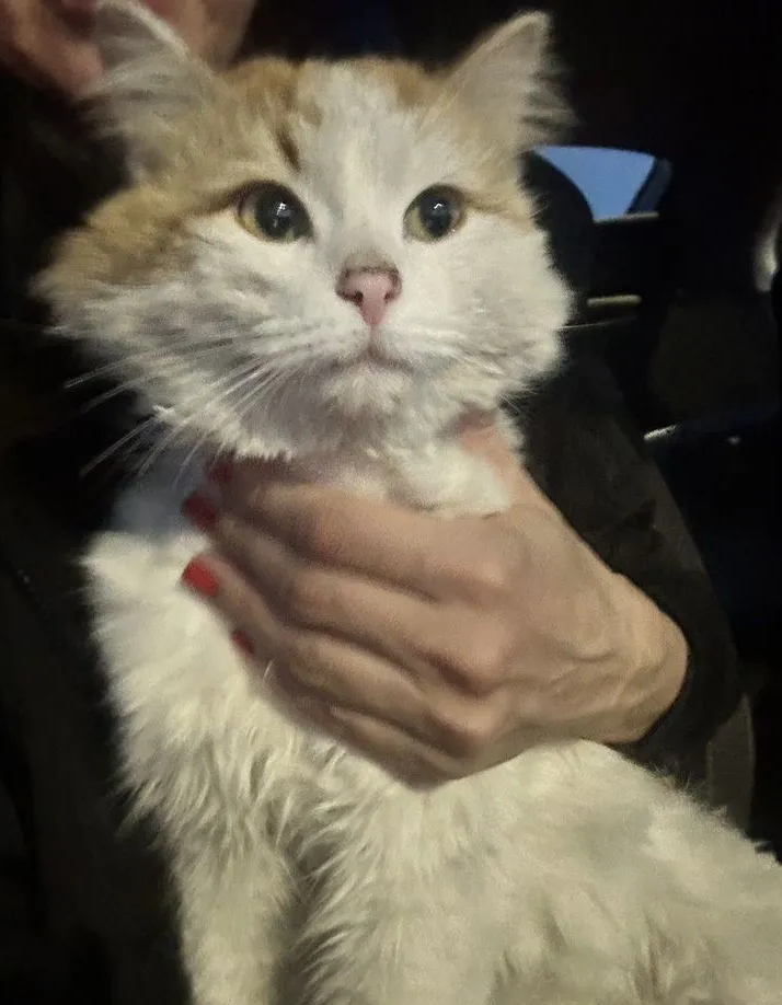 Котик с Донбасса