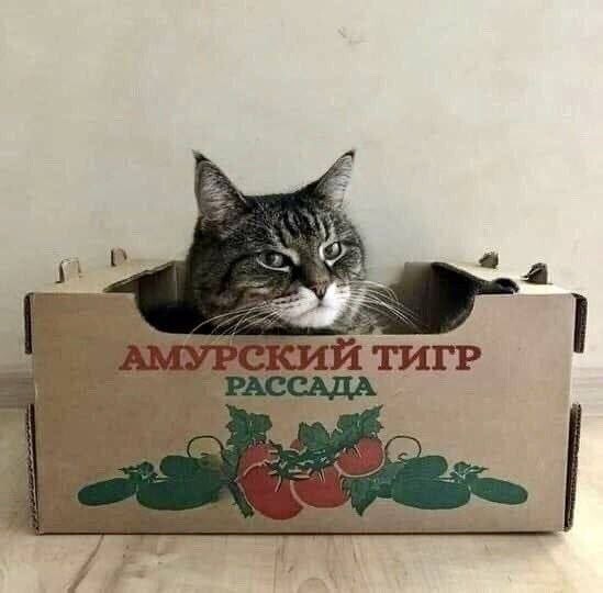 Скрины из соцсетей