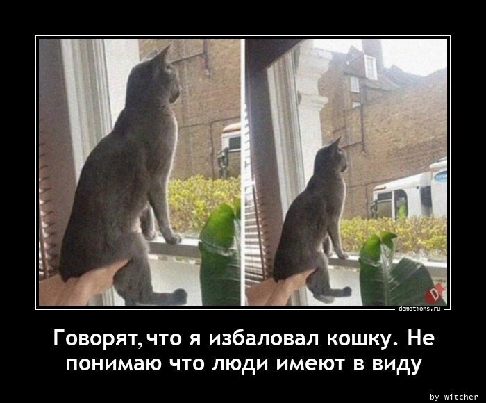 Говорят, что я избаловал кошку