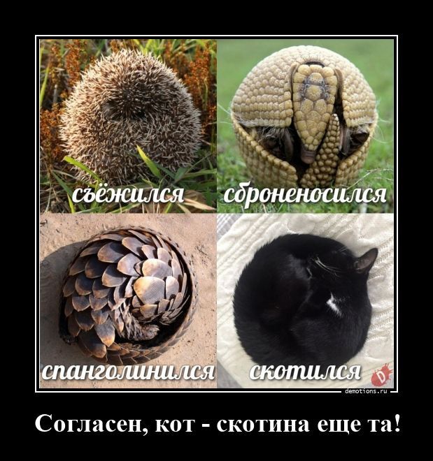 Согласен, кот - скотина еще та!