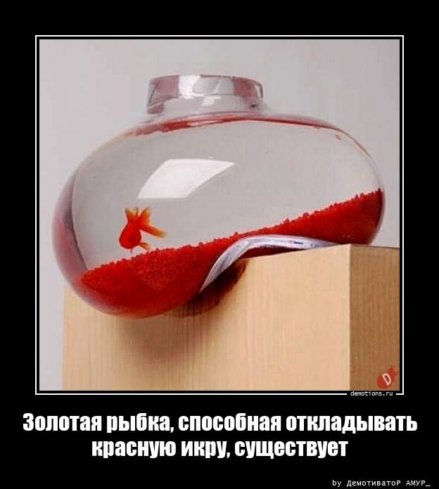 Золотая рыбка, способная откладывать красную икру, существует