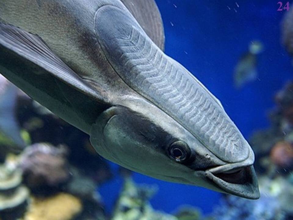 19. Привет из морских глубин