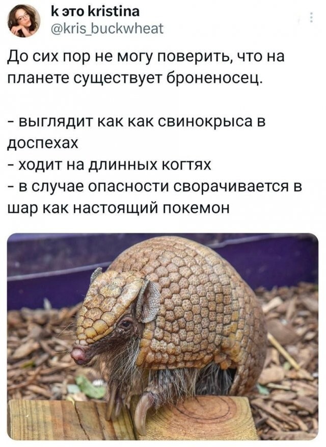 Скрины из соцсетей