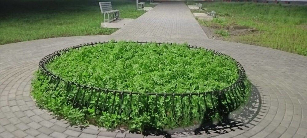 Жители Бийска пожаловались в мэрию на конопляную клумбу в центре города