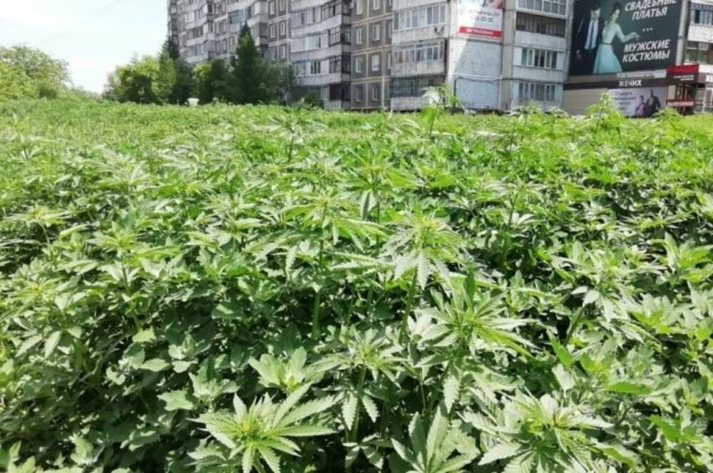 Жители Бийска пожаловались в мэрию на конопляную клумбу в центре города