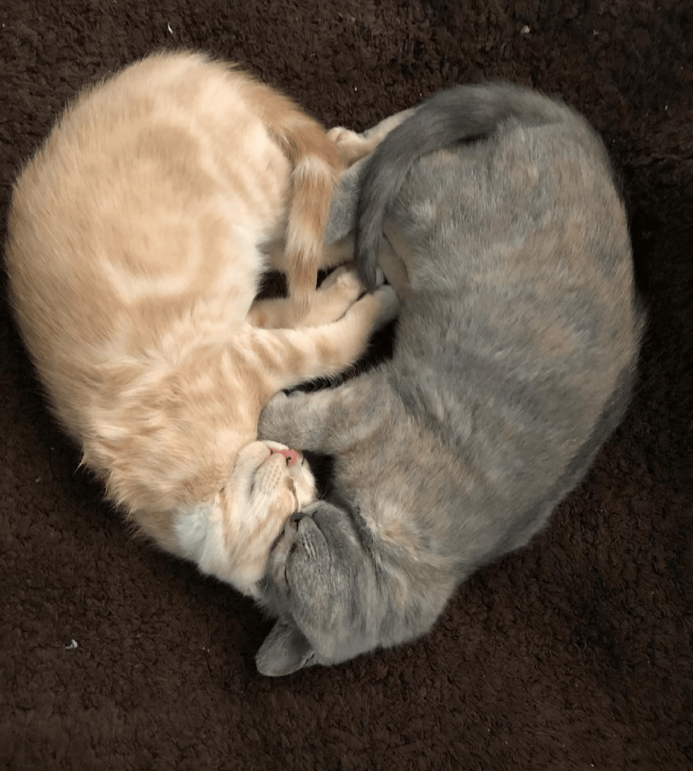 20. Огромное сердце одно на двоих