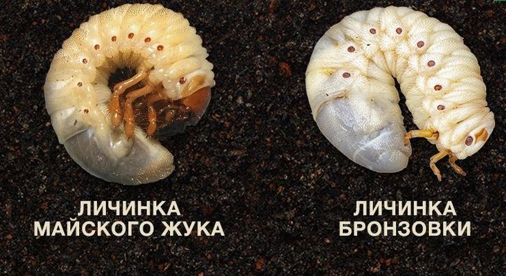 Бронзовка: это не майский жук