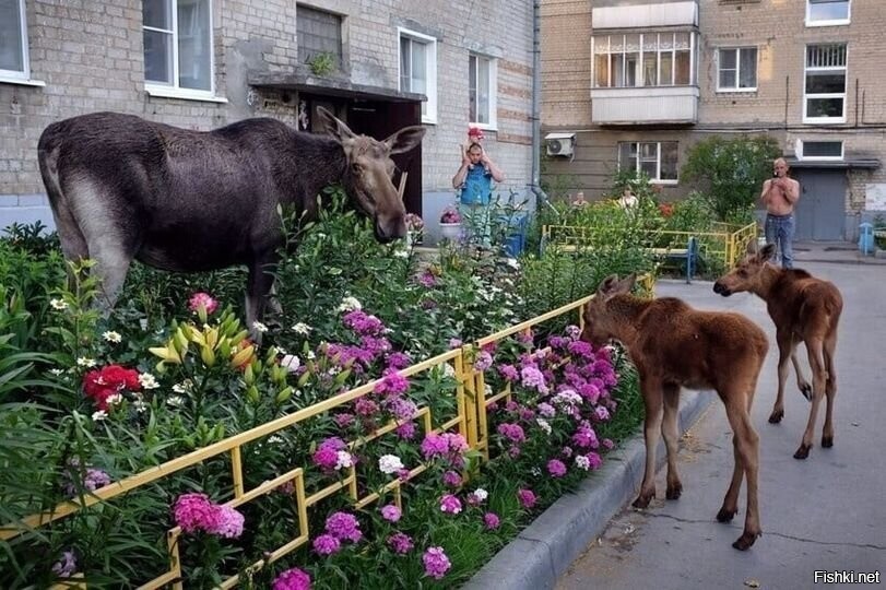 Мы к вам пришли на аромат цветов