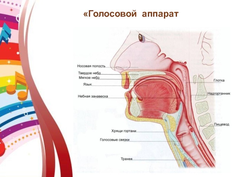 5. Уникальность голосового аппарата