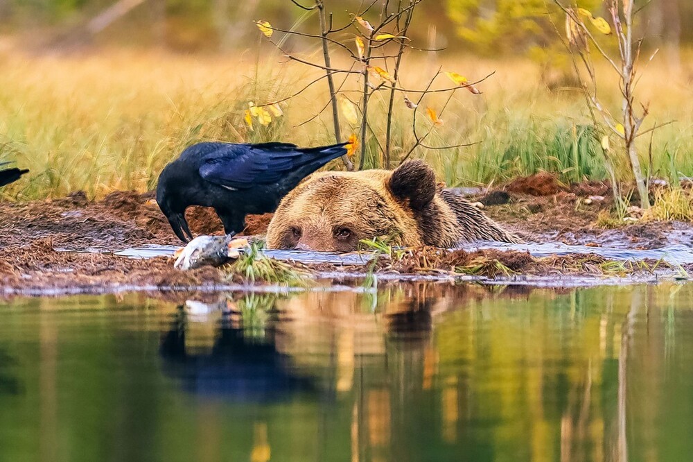 На общую тему 