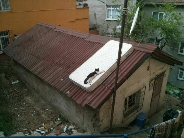 Намешалось