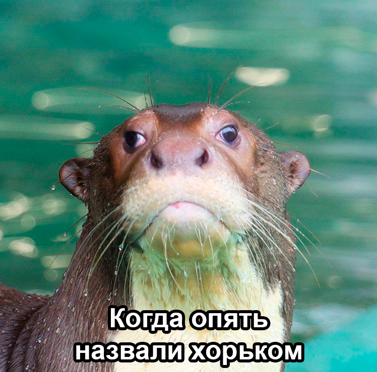 Сегодня отмечается Всемирный день выдры!⁠⁠