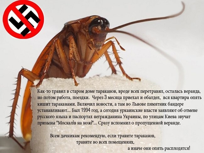 О политике и не только