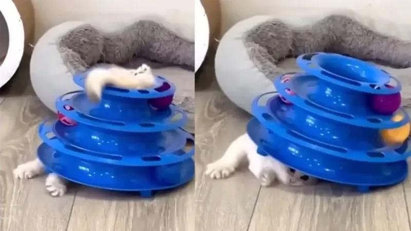 Котенок не понял, что делать с новой игрушкой