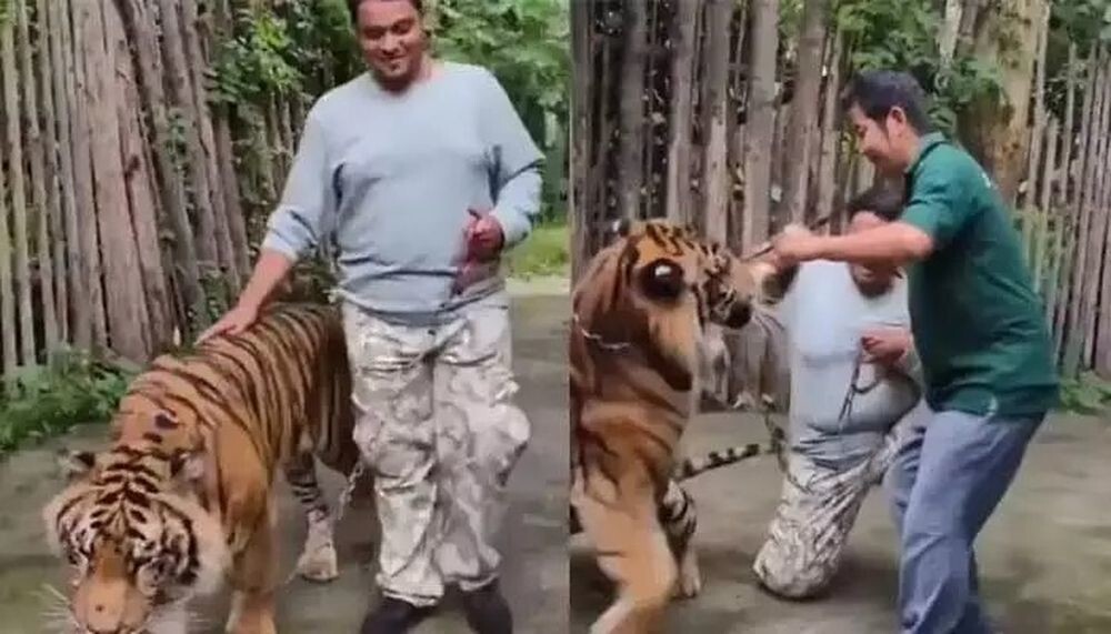 Тигр напал на туриста в Таиланде