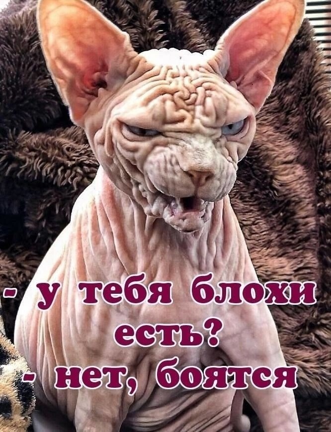 Большая тарелка улыбатора