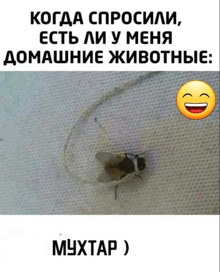 Большая тарелка улыбатора