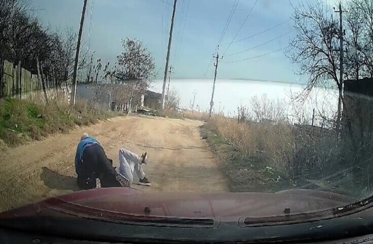 В Астрахани мужчина сбил с ног и принялся душить женщину, кормившую бездомных собак